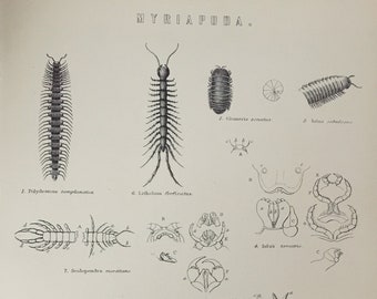 Antique Print Dated C1870's Myriapoda Engraving Millipede Centipede Insects Art Picture