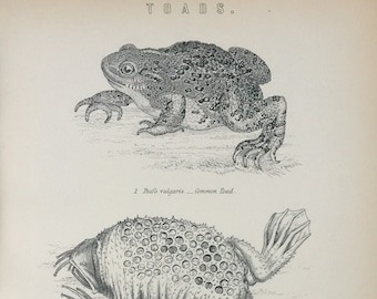 Antique Print Toads Common Surinam & Fired Bellied Toad Dated C1870's Engraving