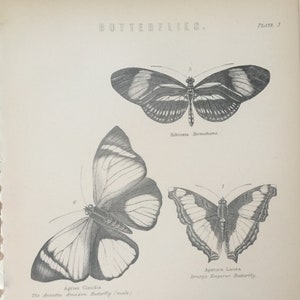Impresión antigua Mariposas Grabado Insectos de la mariposa emperadora de Drury C1870