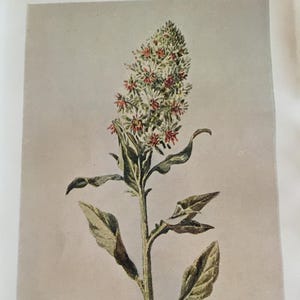 Antique Botanical Print | Mignonette Flower | Hulme Garden Series c1900 | Vintage Floral Wall Art | Chromolithograph | Original