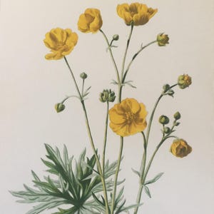 Antique Botanical Print | Upright Meadow Crowfoot | Hulme Wild Flowers c1800s | Vintage Floral Wall Art | Chromolithograph | Original
