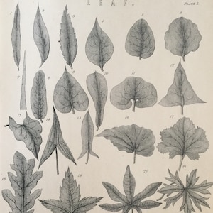 Antique Print Dated C1877 Leaf Engraving Botanical Botany Art Picture Home Decor