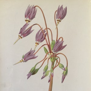 Antique Botanical Print | American Cowslip Flower | Hulme Garden Series c1880 | Vintage Floral Wall Art | Chromolithograph | Original