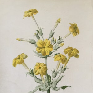 Antique Botanical Print | Abyssinian Primrose Flower | Hulme Garden Series c1880 | Vintage Floral Wall Art | Chromolithograph | Original