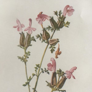 Antique Print Lesser Red Rattle Flower C1900&#39;s Wild Flowers Botany Botanical Plants