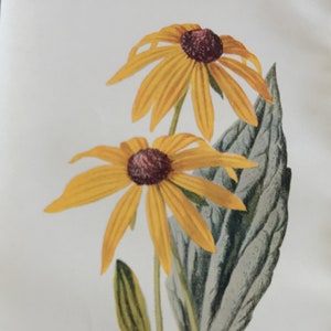 Antique Botanical Print | Rudbeckia Flower | Hulme Garden Series c1900 | Vintage Floral Wall Art | Chromolithograph | Original
