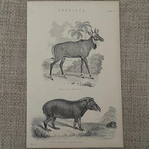 Antieke prent | jaren 1870 Ungulata-gravure | Nyl Ghau en Amerikaanse tapir | Victoriaanse dierenkunst | Natuurlijke historie