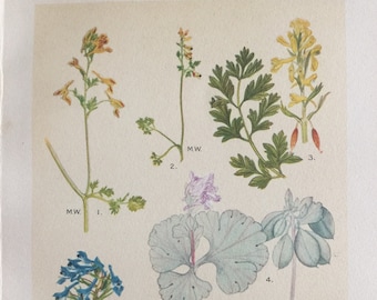 Antique Botanical Print | Corydalis • Fumitory | 1928 Indian Flora Plate 9 | Vintage Colour Artwork | Floral Wall Decor | Sustainable Gift
