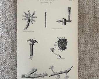 C1870s Coral Engraving | Actinozoa Alcyonaria Plate | Antique Sea Anemones & Marine Life | Victorian Natural History