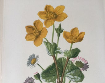 Antique Print Marsh Marigold & Daisy Wild Flower Dated C1880's Botanical Botany Flowers