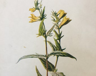 Antique Botanical Print | Cow Wheat Wildflower | Hulme Wild Flowers c1900 | Vintage Floral Wall Art | Chromolithograph | Original