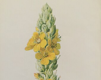 Antique Print Dated C1900's Great Mullein Wild Flower Botany Botanical Garden Flowers Art