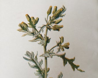 Grabado antiguo fechado alrededor de 1900 Flor de senecio Botánica Flores silvestres botánicas Cuadro Arte Decoración del hogar