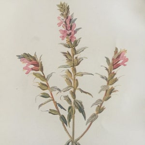Antique Print Red Bartsia Flower C1900&#39;s Wild Flowers Botany Botanical Plants