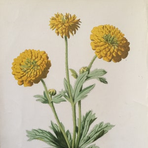 Antique Botanical Print | Double Buttercup Flower | Hulme Garden Series c1880 | Vintage Floral Wall Art | Chromolithograph | Original