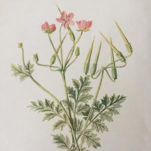 Grabado antiguo de flor silvestre de pico de cigüeña, fechado hacia 1900, flores botánicas, plantas botánicas