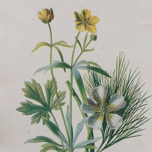 Antique Print Dated C1900's Goldilocks & Water Ranunculus Flower Botany Botanical Wild Flowers Art Picture Home Decor