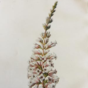 Antique Print Winter Heath Flower Dated C1900&#39;s Garden Flowers Botany Botanical Plants