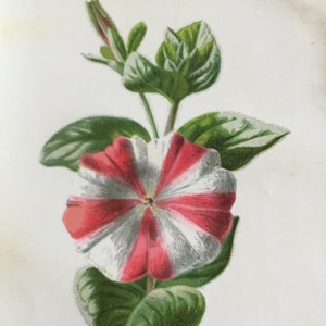 Antique Botanical Print | Striped Petunia Flower | Hulme Garden Series c1900 | Vintage Floral Wall Art | Chromolithograph | Original