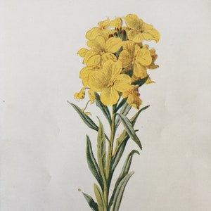 Impresión antigua fechada en C1900 Alhelí alpino Flor Botánica Jardín Botánico Flores Arte Imagen Decoración del hogar
