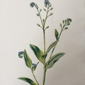 Impresión antigua fechada en torno a 1900 Campo Escorpión-Hierba Flor Botánica Flores silvestres Botánicas Arte Imagen Decoración del hogar
