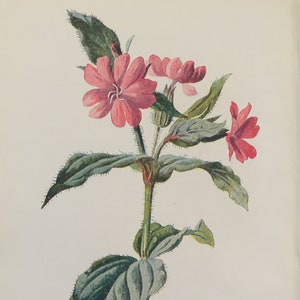 Impresión antigua fechada en C1900's Pink Campion Wild Flower Botany Botanical Garden Flowers Art