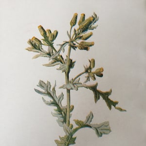 Impression ancienne séneçon des années 1900, fleur botanique botanique fleurs sauvages art photo décoration d'intérieur