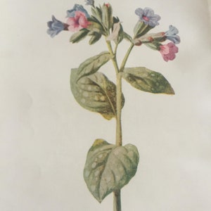 Antique Print Pulmonaria Or Lungwort Flower Dated C1880&#39;s Garden Flowers Botany Botanical Plants