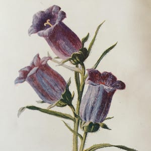 1910 Vintage Botanical Garden Flower Print - Canterbury Bell