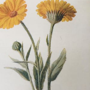 Antique Botanical Print | Common Marigold Flower | Hulme Garden Series c1900 | Vintage Floral Wall Art | Chromolithograph | Original