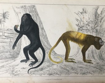 Antique Print Dated C1850 Royal & Gold Tailed Howler Hand Coloured Engraving Monkey Monkies