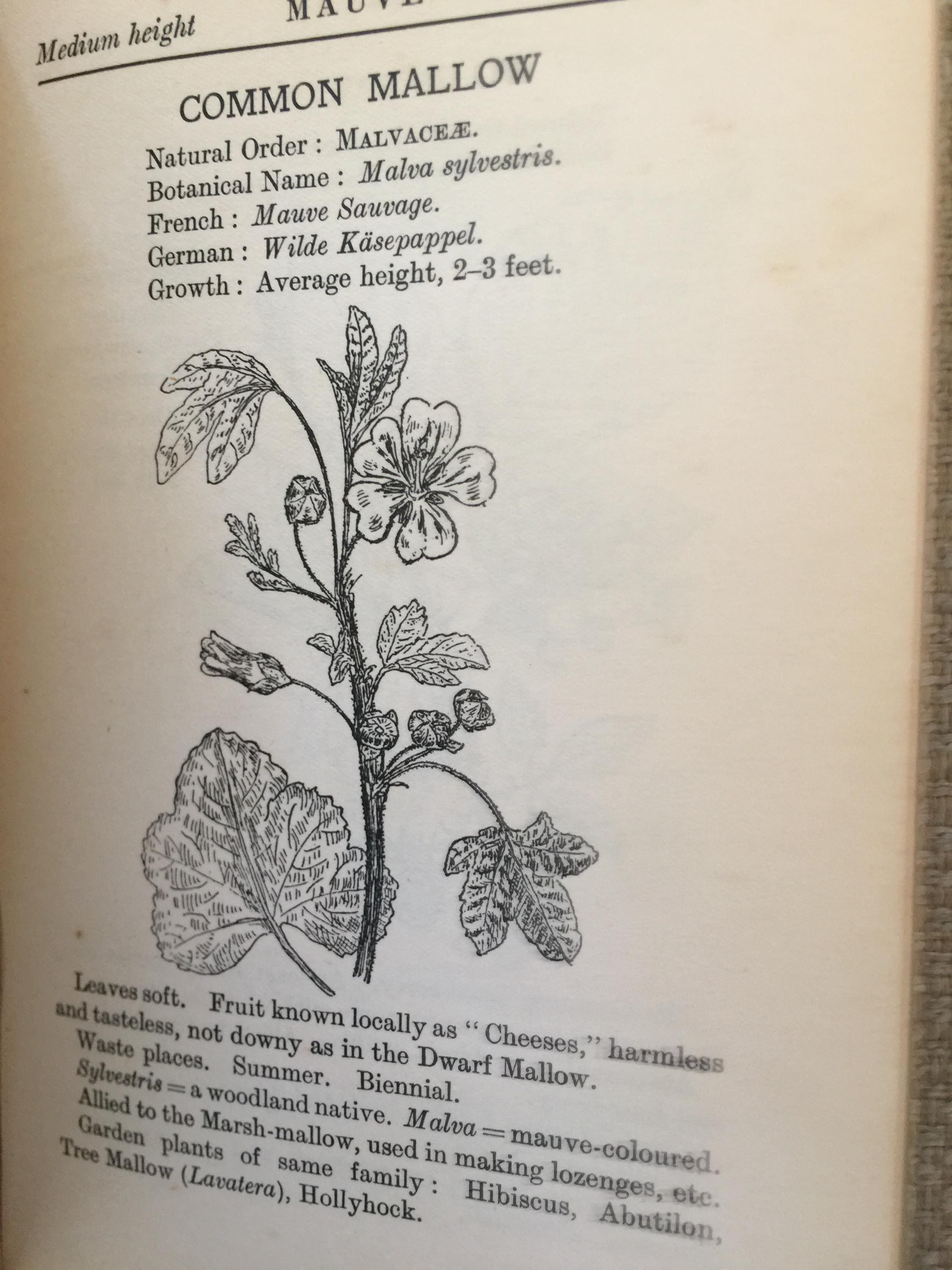 Common British Wild Flowers Easily Named C1927 | Illustrated