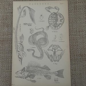 Antique Print c1870s | Animal Skeleton Engraving | Perch Python Tortoise Backbone | Victorian Zoology Art | Scientific