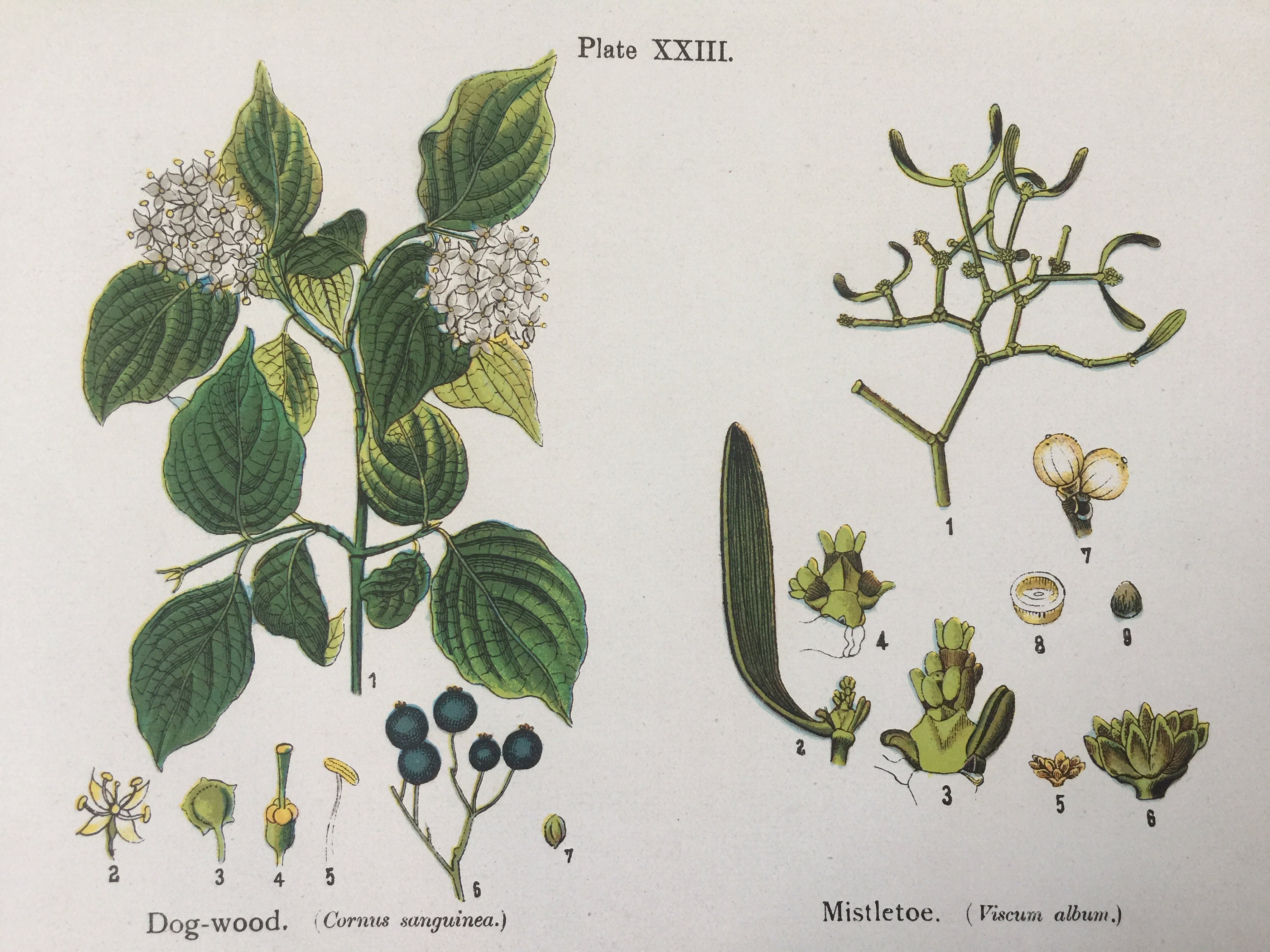 Antique Botanical Print | Dog-Wood • Mistletoe | Anne Pratt | C1925 Wild Flowers | Vintage Colour Art | Cottage Decor