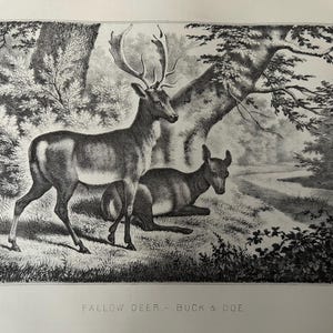 Antique 1880s Engraving – Fallow Deer Buck & Doe – Victorian Sporting Art – Rustic Country Wall Decor – British Wildlife Print