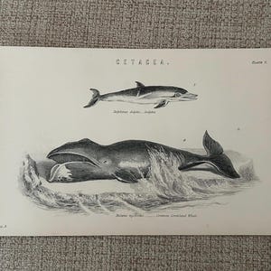 Antique Print – Cetacea Dolphin & Greenland Whale c1870s | Victorian Marine Life Plate |  Mammal Engraving