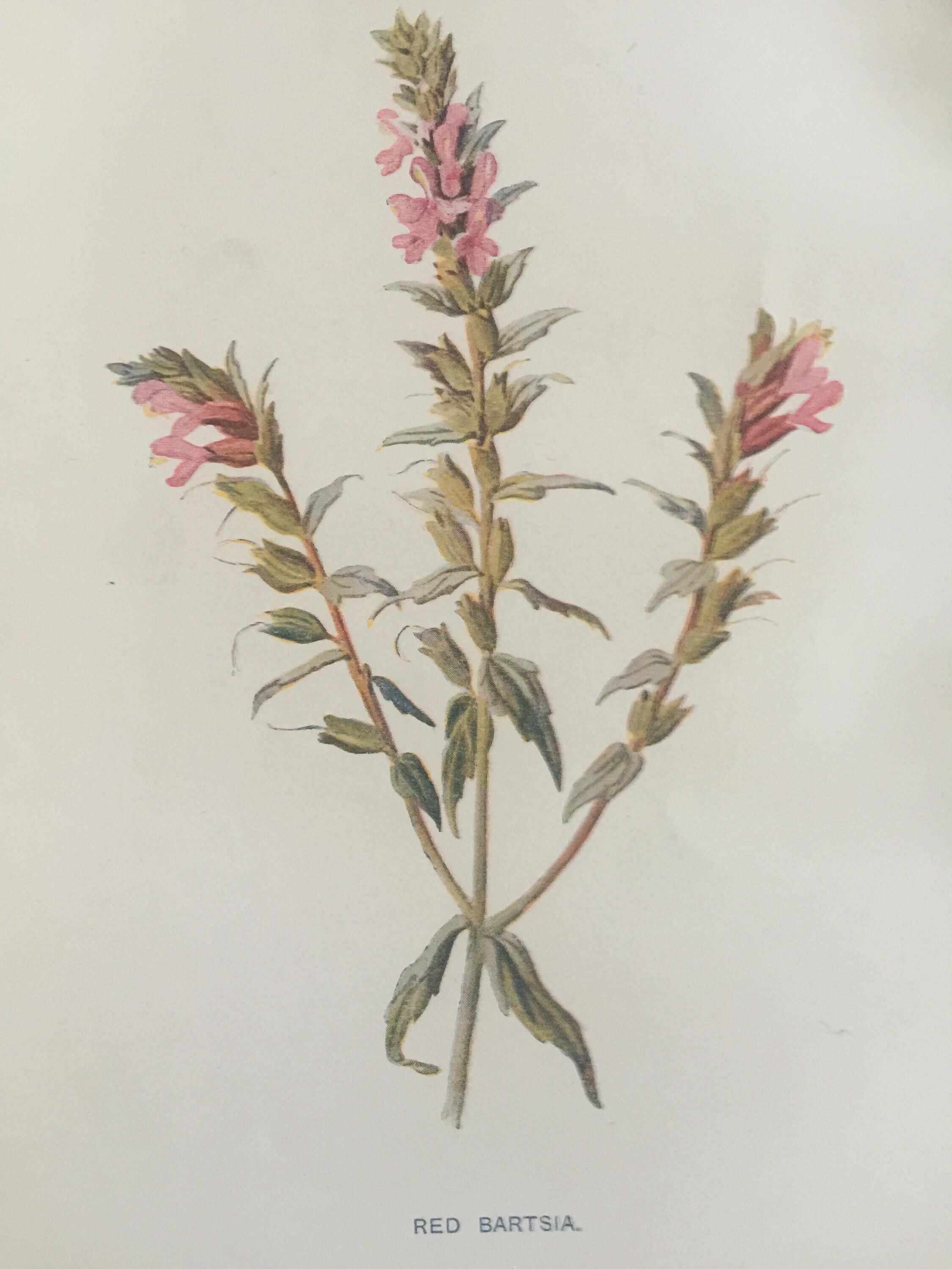 Antique Print Red Bartsia Flower C1900's Wild Flowers Botany Botanical Plants
