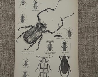 Antique Print c1870s Beetle Engraving Victorian Entomology Art