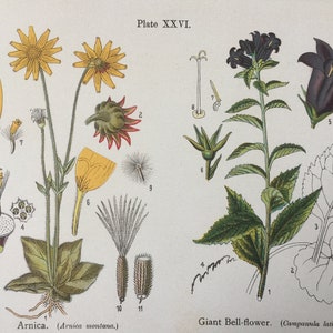 Impresión botánica antigua / Árnica • Campanilla gigante / Flores silvestres de Anne Pratt / C1925 / Arte vintage en color / Decoración del hogar