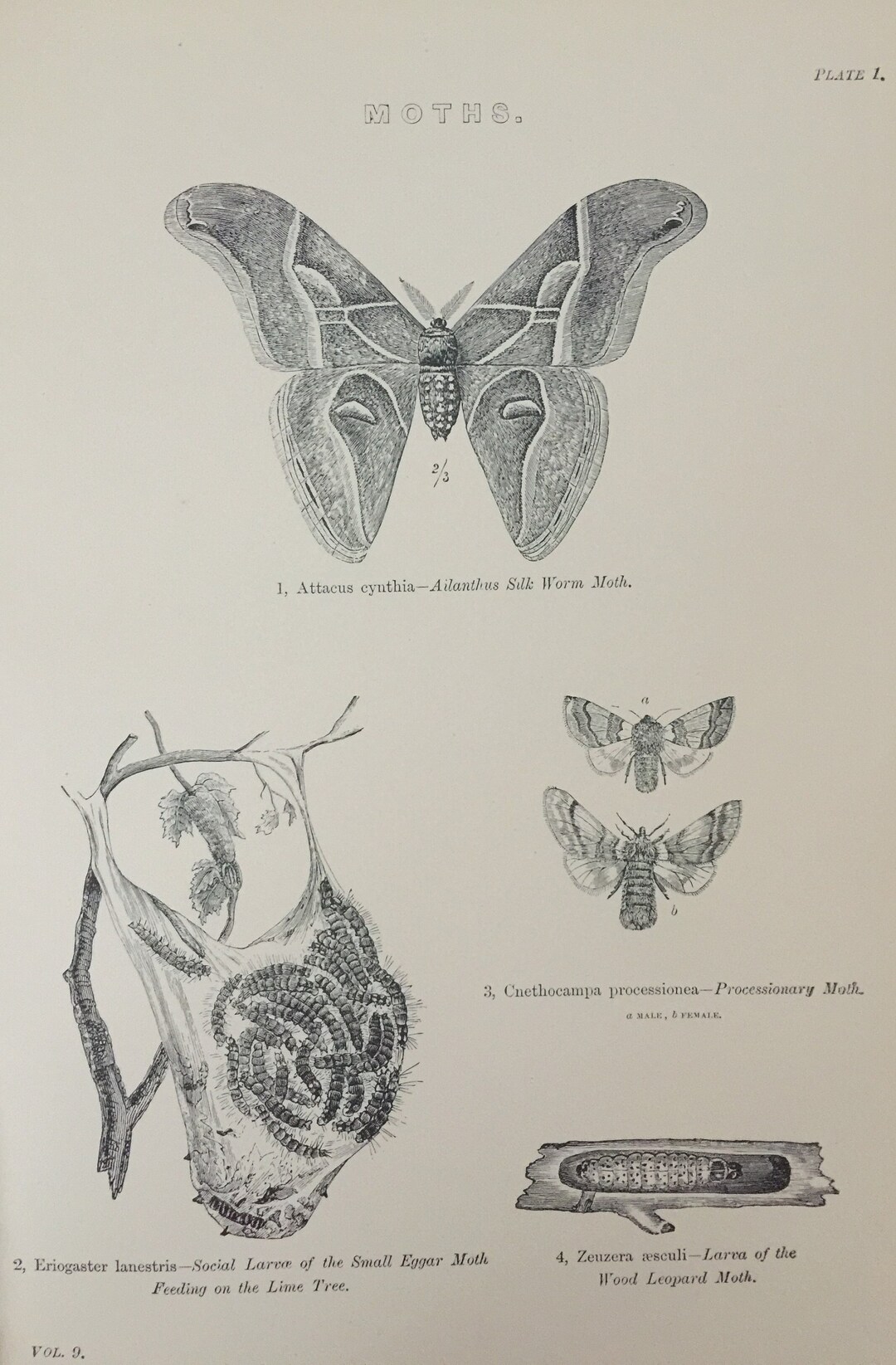 Antique Print 1870's Moths Engraving Insects Silk Worm & Wood Leopard ...