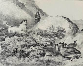 GROUSE SHOOTING! Original 19th-Century Sporting Print Hogarth