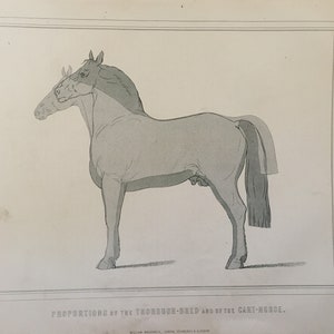 Antiker Druck Datiert C1880 Proportionen Der Vollblüter Und Des Wagenpferdes Gravur Große Pferde