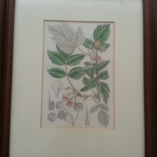 Antique Print Dated 1895 Rubus Lasiostylus Botany Native Of China Botanical Flower Picture Art Home Decor Flowers