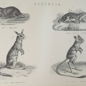 Gravure ancienne Rodentia de 1870, gravure de rat noir, lemming, lièvre sauteur, animaux