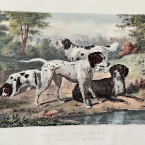 Gravura antiga de cães de caça, década de 1880 | Pointer, Setter, Springer Spaniel, Cocker Spaniel | Esportes de campo britânicos