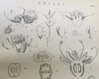 Antique Print Dated C1870's Botany Engraving Flowers Diagram Floristry Plants Gardening Botanical Picture Art Home Decor