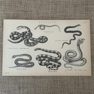Serpents Engraving c1870s – Cobra, Rattle Snakes & Viper | Antique Victorian Natural History Print
