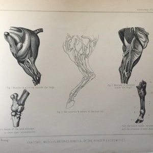 Antique Print Dated C1880 Anatomy Of The Horse Muscles Arteries Bones Of The Hinder Extremities Large Engraving Animal Print