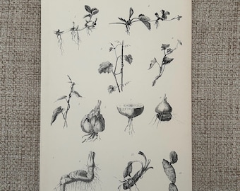 Grabado antiguo de tallos, circa 1870 / Ilustración botánica victoriana de flores / Arte mural de plantas y botánica