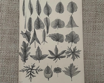 Antyczny druk z 1877 r. | Grawerunek botaniczny z liści | Wiktoriański obraz botaniczny | Druk vintage